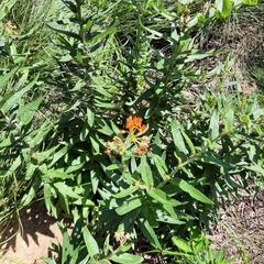 Asclepias tuberosa
