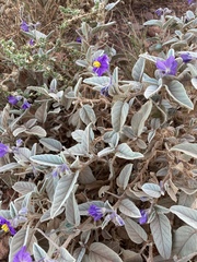 Solanum centrale