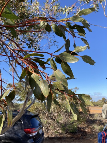 Image of Eucalyptus gittinsii by (c) Thomas Mesaglio, some rights reserved (CC BY)