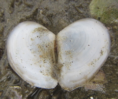 Macomona liliana