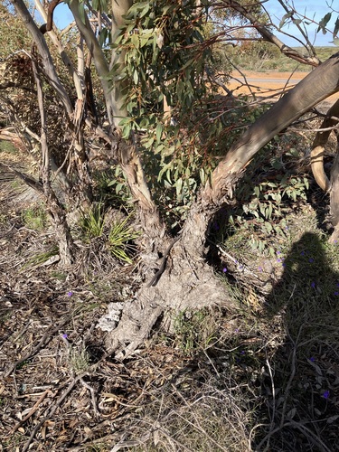 Image of Eucalyptus gittinsii by (c) Thomas Mesaglio, some rights reserved (CC BY)