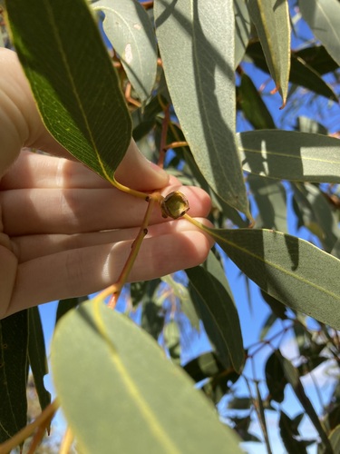 Image of Eucalyptus gittinsii by (c) Thomas Mesaglio, some rights reserved (CC BY)