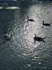 Branta canadensis