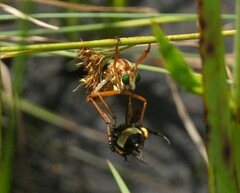 Diogmites crudelis