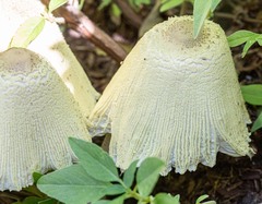 Leucocoprinus tricolor