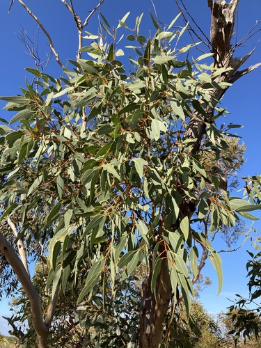 Image of Eucalyptus gittinsii by (c) Thomas Mesaglio, some rights reserved (CC BY)