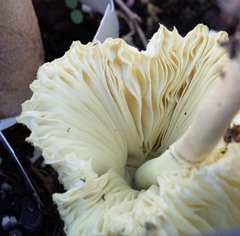 Leucocoprinus tricolor