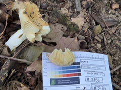 Russula subrubescens