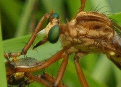 Diogmites crudelis