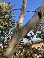 Eucalyptus rigidula rigidula