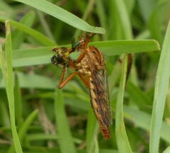 Diogmites crudelis
