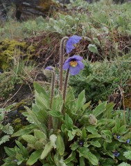 Meconopsis simplicifolia