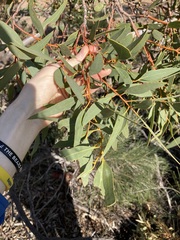 Eucalyptus rigidula rigidula