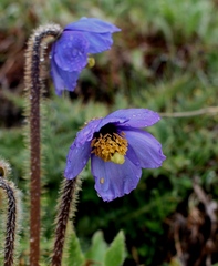 Meconopsis simplicifolia