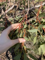 Eucalyptus rigidula rigidula
