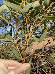Eucalyptus rigidula rigidula