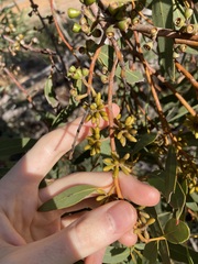 Eucalyptus rigidula rigidula