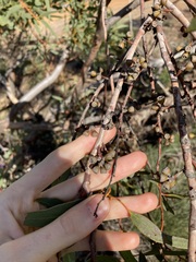 Eucalyptus rigidula rigidula