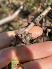 Eucalyptus rigidula rigidula