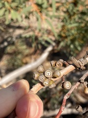 Eucalyptus rigidula rigidula