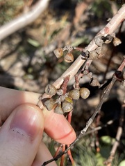 Eucalyptus rigidula rigidula