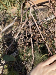 Eucalyptus rigidula rigidula