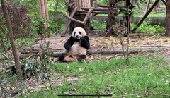 Ailuropoda melanoleuca