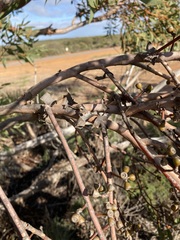 Eucalyptus rigidula rigidula