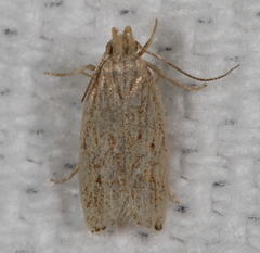Helcystogramma chambersella