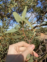 Eucalyptus rigidula rigidula