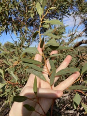 Eucalyptus rigidula rigidula