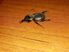 Archophileurus cribrosus