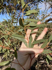 Eucalyptus rigidula rigidula