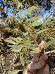 Eucalyptus rigidula rigidula