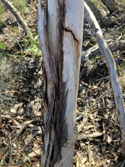 Eucalyptus rigidula rigidula