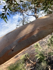 Eucalyptus rigidula rigidula