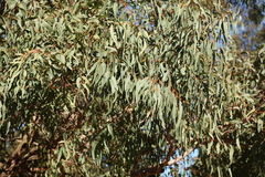 Eucalyptus cephalocarpa