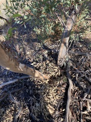 Eucalyptus rigidula rigidula