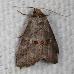 Hyperstrotia flaviguttata