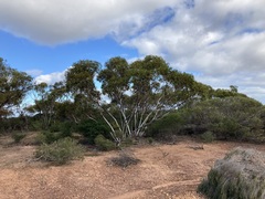 Eucalyptus obtusiflora