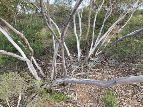 Eucalyptus obtusiflora, photograph 1