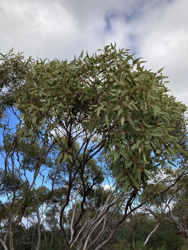 Eucalyptus obtusiflora, photograph 2
