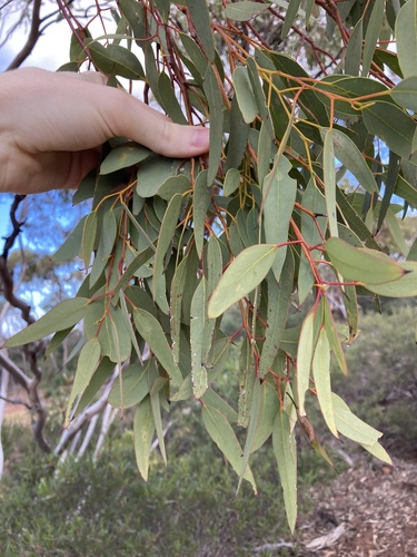 Eucalyptus obtusiflora, photograph 3