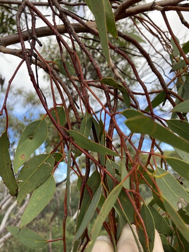 Eucalyptus obtusiflora, photograph 4