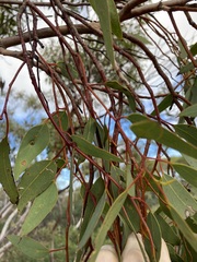 Eucalyptus obtusiflora
