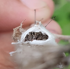Dendryphantes zygoballoides