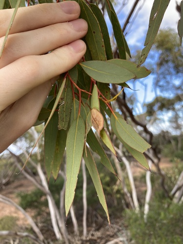 Eucalyptus obtusiflora, photograph 5