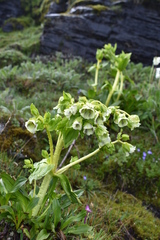 Swertia pseudohookeri