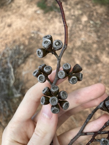 Eucalyptus obtusiflora, photograph 6