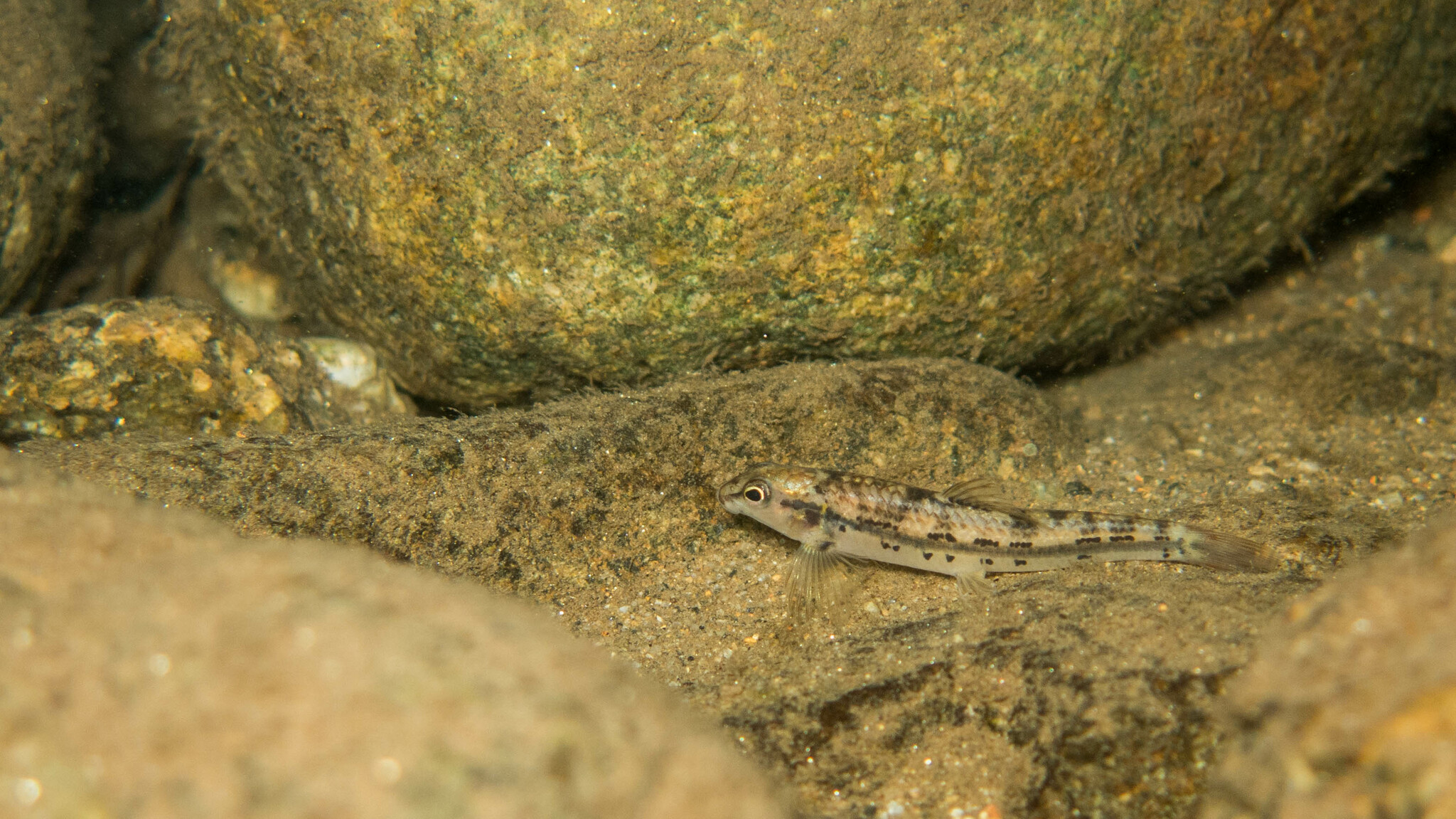 Characidium Reinhardt, 1867